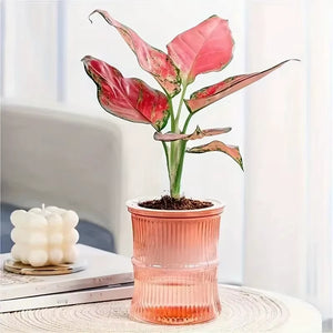 Self Watering Flowerpot Automatic Water Absorbing Flowerpot Transparent Double Layer Plastic Succulent Plant Pot Decorative Pot