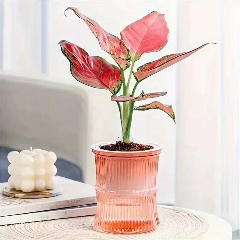 Self Watering Flowerpot Automatic Water Absorbing Flowerpot Transparent Double Layer Plastic Succulent Plant Pot Decorative Pot